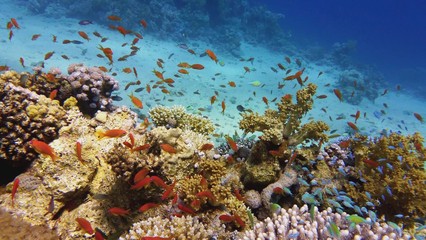 Beautiful coral reef, colorful underwater scenery