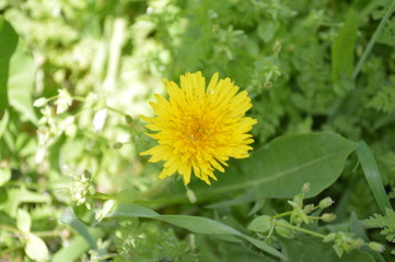 dandelion in grass