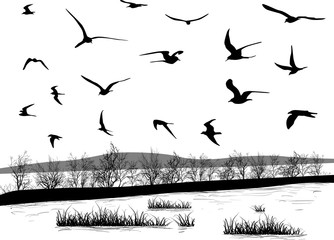 Obraz premium seagulls above sea shore isolated on white