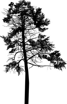 single large pine black silhouette isolated on white