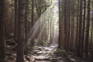 Obraz premium Sunlighted trail or track in mountain forest