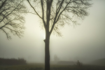 Fototapeta na wymiar A winter's day in the fog
