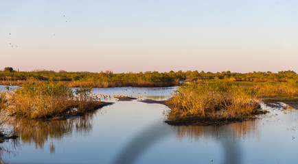 Fototapeta na wymiar Swarm of migratory birds in a still river during sunset