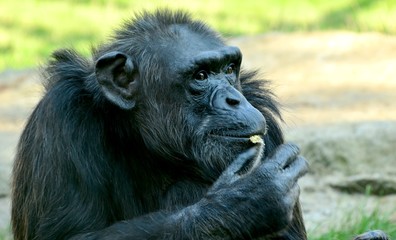 Chimpanzee