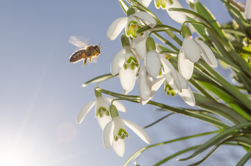 Bee and Snowdrops