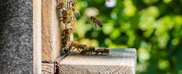 Bienenschwarm an Bienenstock