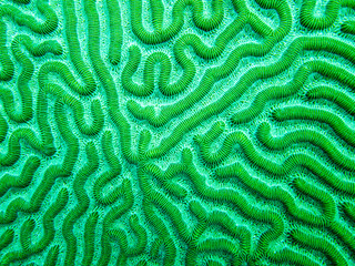 Brain coral seen in caribbean reefs