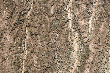 Close up texture of grey bark of tree