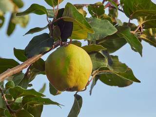 A quince on a tree, harvest season, with blue sky in the background