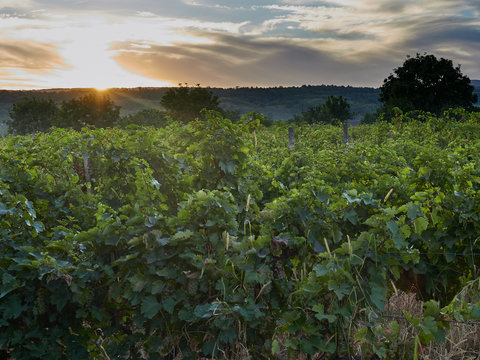 Sunset over vineyards in Vrancea, near Focsani, Romania, at harvest time
