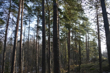 pine trees in forest