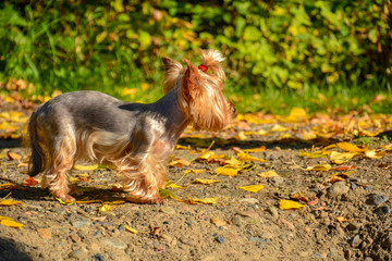 Young yorkshire terrier walks in the woods in the autumn morning