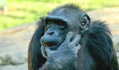 Chimpanzee