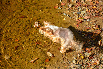 Young Yorkshire terrier walks on the shore of a forest lake in the autumn morning