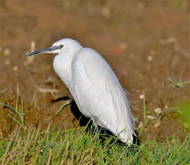 Little Egret