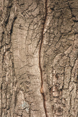 Close up of textured grey bark of tree