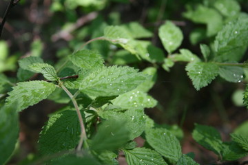 green leaf with water drops