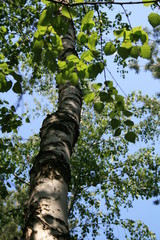 Fototapeta premium tree in the forest