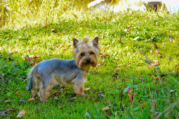 Young Yorkshire terrier walks on the shore of a forest lake in the autumn morning