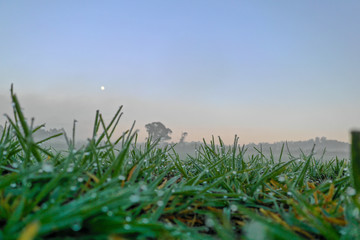 Grass with overnight condensation in the early morning.