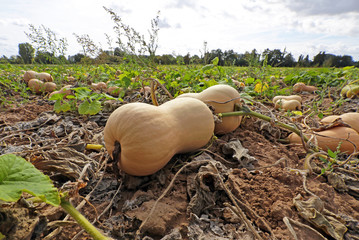 Butternut Kürbis auf dem Feld