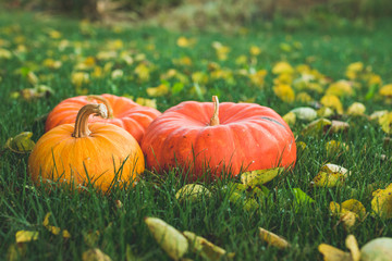 Thanksgiving day autumnal still life with pumpkins on the green grass