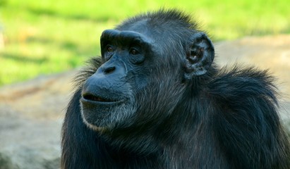 Chimpanzee
