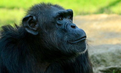 Naklejka premium Chimpanzee