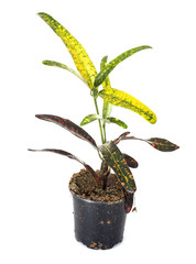 croton in studio © cynoclub