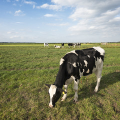black and white cows in green grassy meadow near amersfoort under blue sky in holland