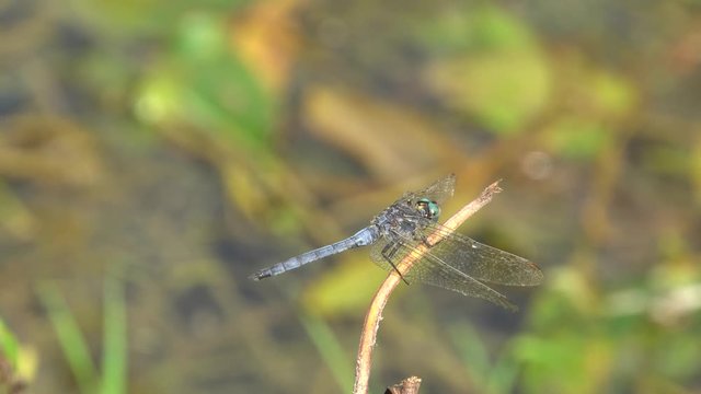 Close-up of a brown dragonfly female Crocothemis erythraea flying in summer near a dry blade of grass on a wild lake in the foothills of the North Caucasus