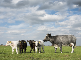 green meadow with meat cows and calves in the netherlands