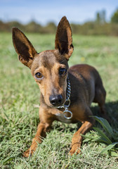 pinsher in obedience