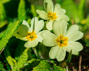 Primroses