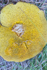 Variedad de hongos de diverso tipo y colorido desde los mas inofensivos a los mas peligrosos bonita ilustración de setas de este maravillo otoño en los montes regados por la lluvia de verano