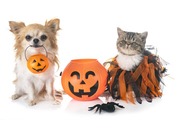 puppy, kitten and hallowen