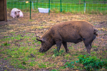 Adult pig on a farm in the Swedish Archipelago, Sweden