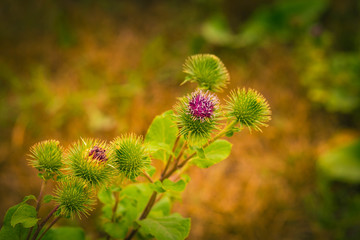 flowering burdock plant
