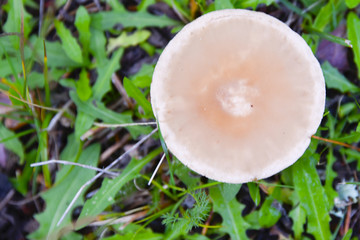 Variedad de hongos de diverso tipo y colorido desde los mas inofensivos a los mas peligrosos bonita ilustración de setas de este maravillo otoño en los montes regados por la lluvia de verano