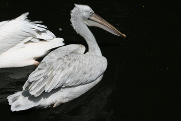 Pelican in the pond of Moscow Zoo. June, 2007.