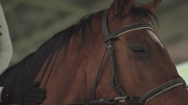 Rider stroking his horse while sitting astride her