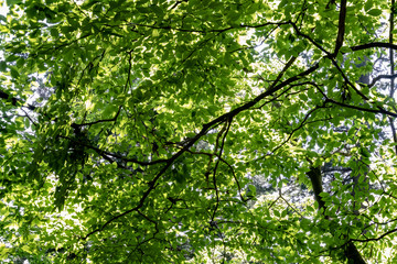 Fototapeta na wymiar green tree leaf