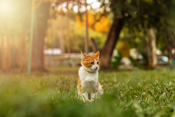 Naklejka na ściany i meble young ginger male cat is sitting in grass on sunny evening