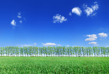 Idyllic view, row of trees among green fields