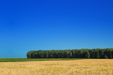 Landscape, view of field with ripe cereal