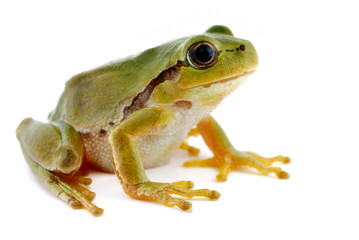 Green tree frog isolated on white background