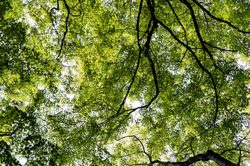 Fototapeta premium green tree leaf