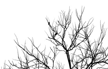 Fototapeta premium Tree branch and bird silhouette isolated on white background