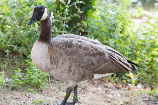 a gray goose in the wild nature