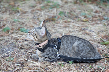 little gray kitten in education cat lying on the floor and holding on a leash